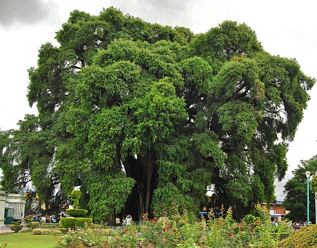 The Most Amazing Trees in the World