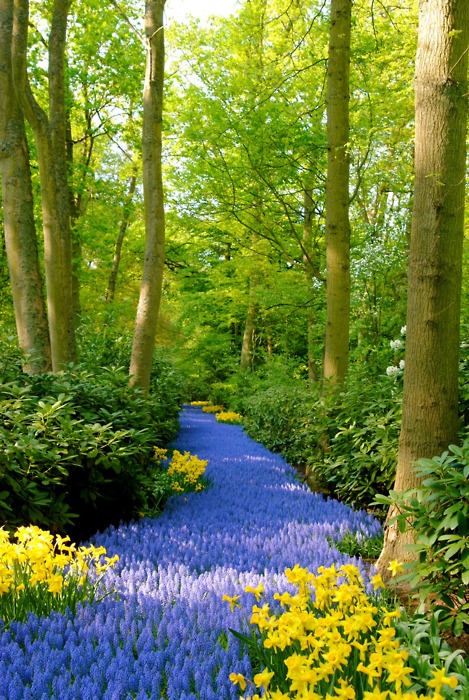 Blue Path Keukenhof Gardens Netherlands 35 Amazing Places In Our Amazing World