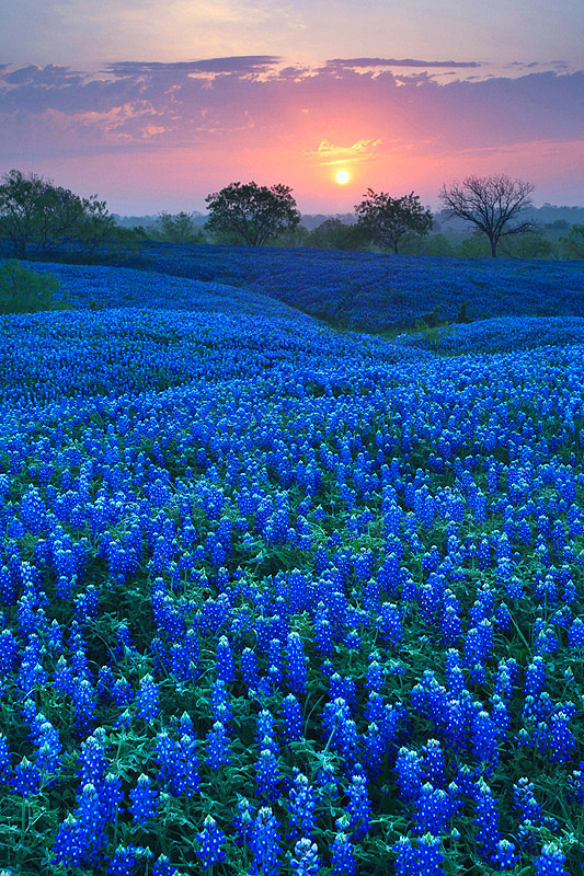 Bluebonnet Field in Ellis County Texas 35 Amazing Places In Our Amazing World
