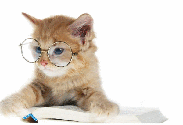 Cute-cats-with-glasses-1.gif