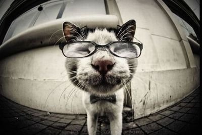 22 Photos Cute Cats With Sunglasses