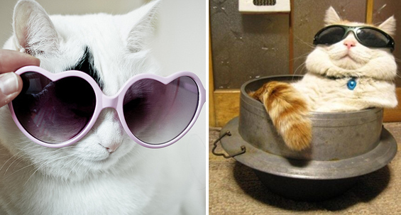 22 Photos Cute Cats With Sunglasses