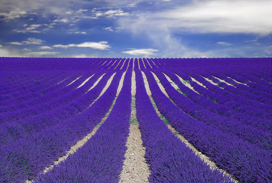 Fields of Lavender in Provence France 20 Amazing Nature Photos Who Can Confuse you