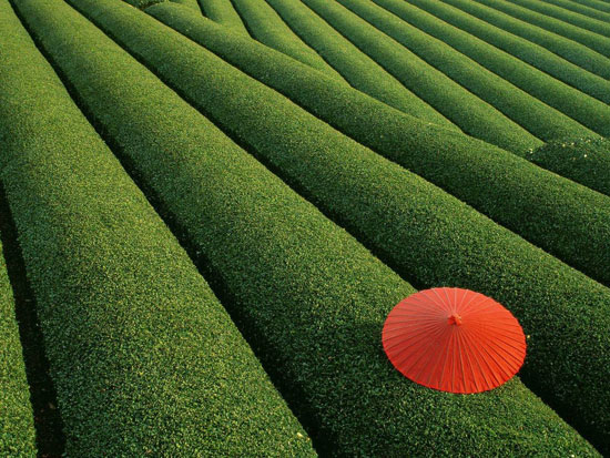 Japanese Tea Field 20 Amazing Nature Photos Who Can Confuse you