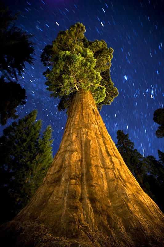 Night view with stars Sequoia National Park California. 35 Amazing Places In Our Amazing World