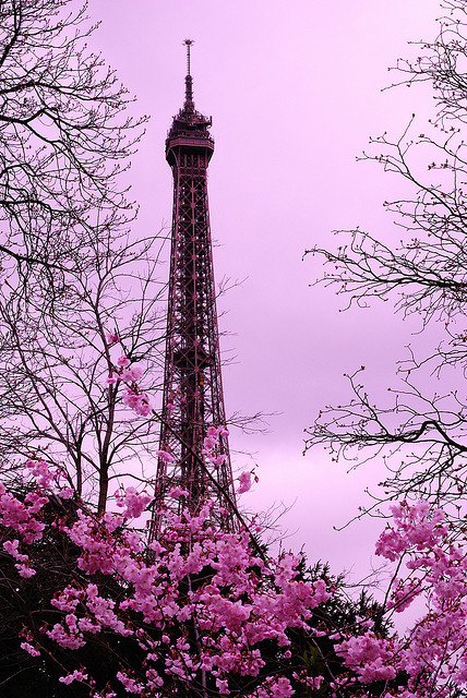 Paris in bloom 35 Amazing Places In Our Amazing World