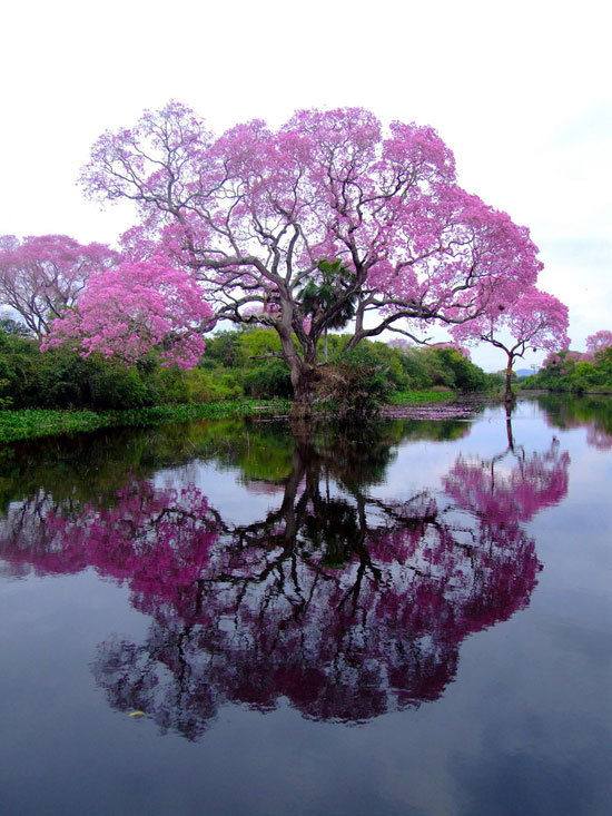 empress tree 20 Amazing Nature Photos Who Can Confuse you