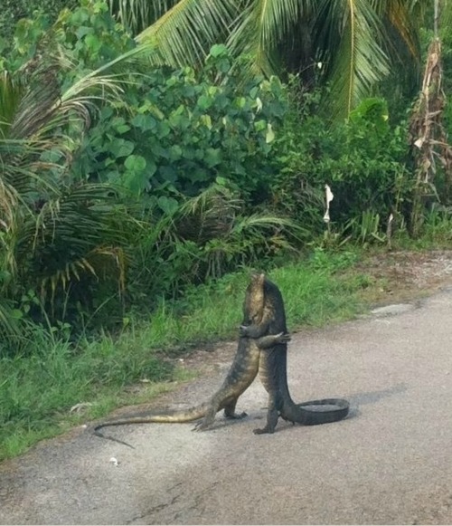 tumblr lqurqhgL241qzpzfmo1 500 36 Amazing Animal Hugging Photos