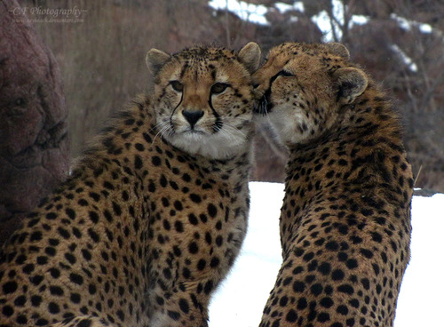 tumblr mj2jzdes0O1qargfho1 500 36 Amazing Animal Hugging Photos