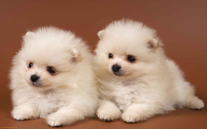 Super Cute Puppies