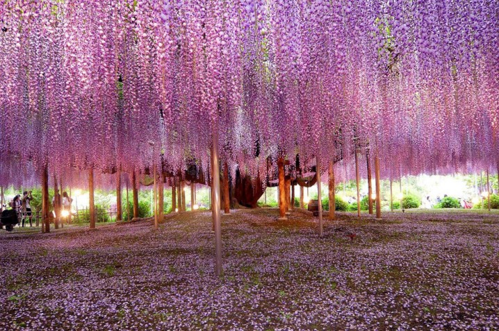 Incredible Trees From All Around The World