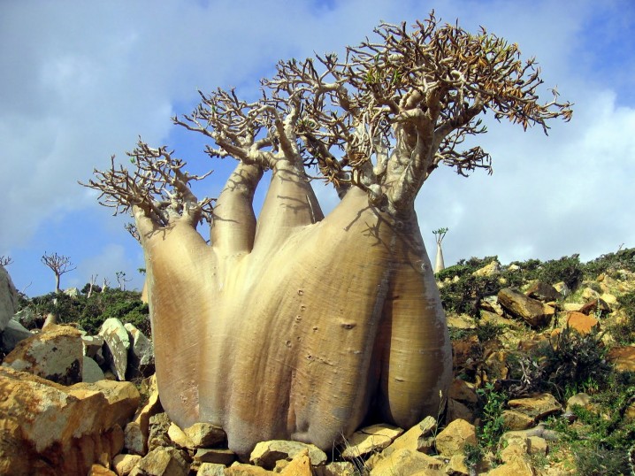 Incredible Trees From All Around The World