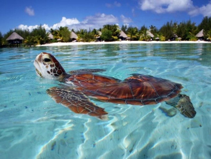 The Most Popular Tourist Destinations In The World   Tahiti