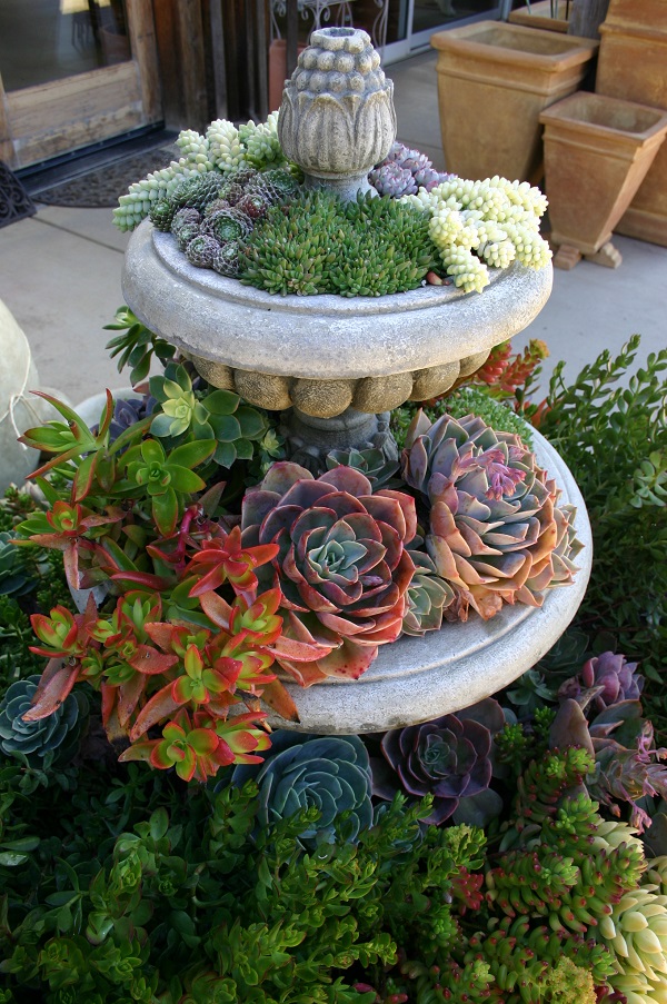 succulent unique planters make planter statement succulents fountain garden container plant outdoor gardens idea plants containers indoor old use small
