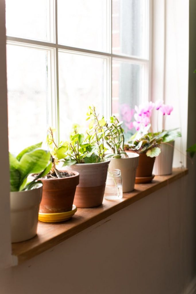 Tiny Windowsill Plants You Will Love To Have In Your Home