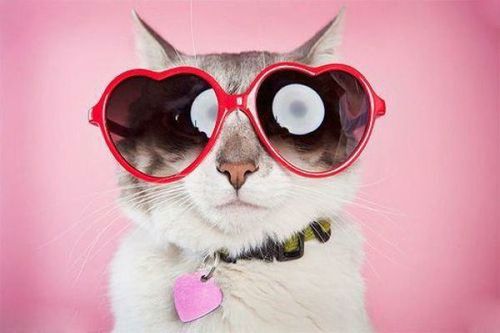 Cute cats with glasses 19