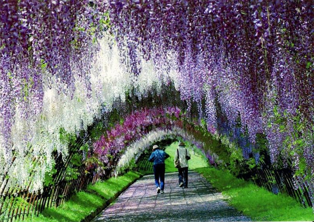 Kawachi Fuji Garden - A Place You Must Visit In Your Lifetime