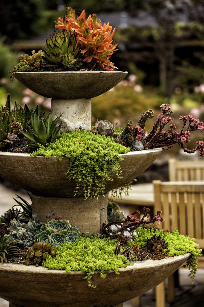 Amazing Succulent Fountains That Will Draw All Of The 