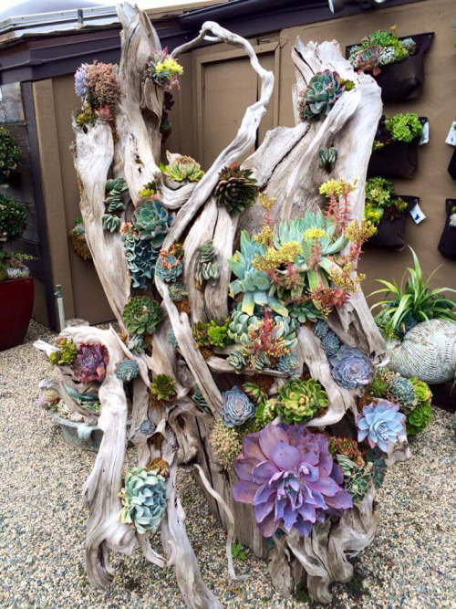 Absolutely Awesome Driftwood Planters That Will Amaze You