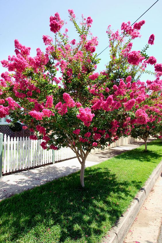 Spring Flowering Trees That Will Make You Say WoW