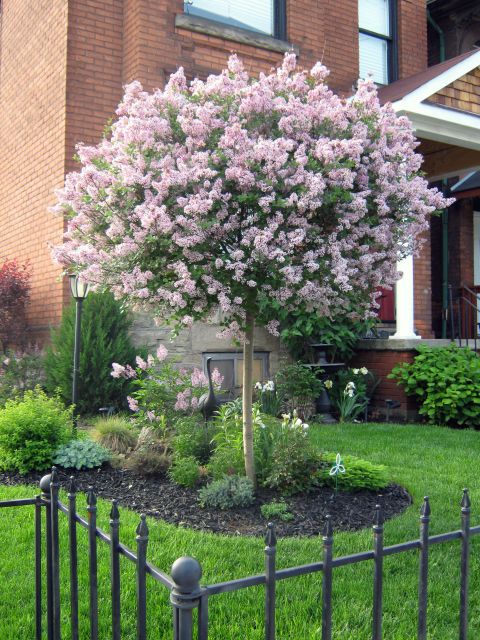 Spring Flowering Trees That Will Make You Say WoW