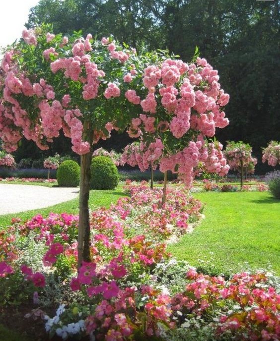 Spring Flowering Trees That Will Make You Say WoW