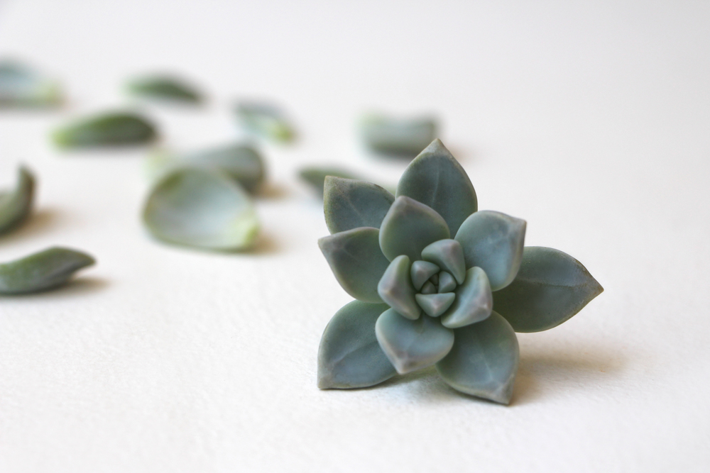 How To Plant Succulents? Picture Tutorial+Amazing Ideas For Decorations