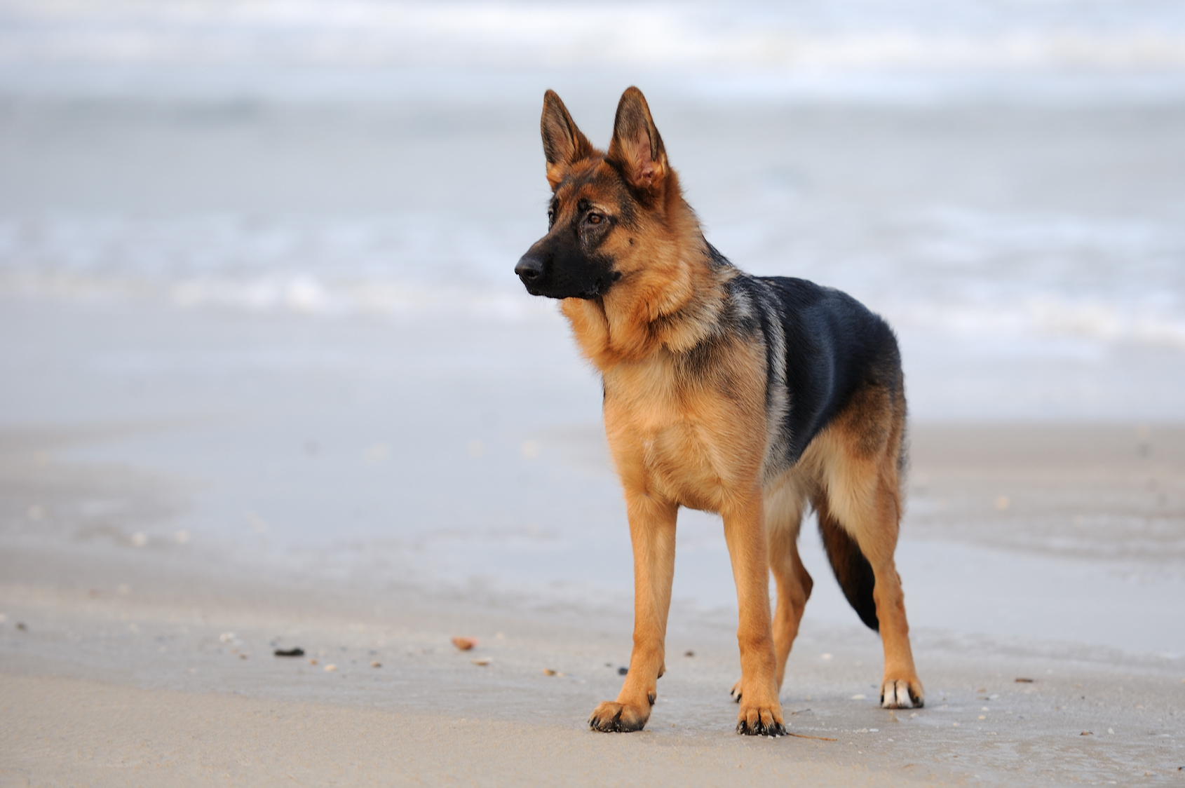 About German sheperds From its name, we see that the german shepherd origin...